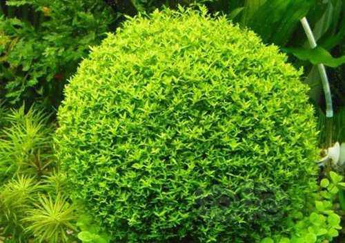 请教下，日本珍珠草，怎么密植可以修剪成这种球-图1