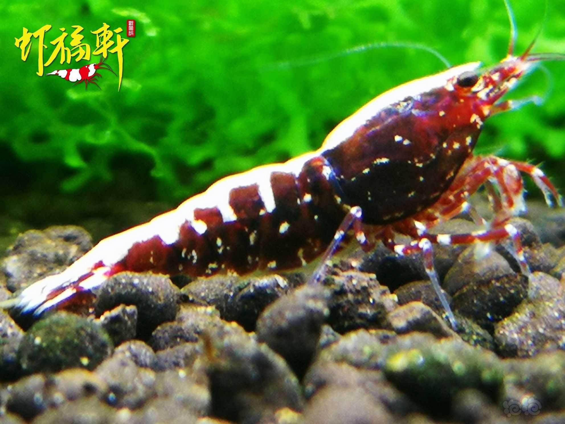 【虾】2021-06-16#RMB拍卖#深色红银河星钻2只-图2
