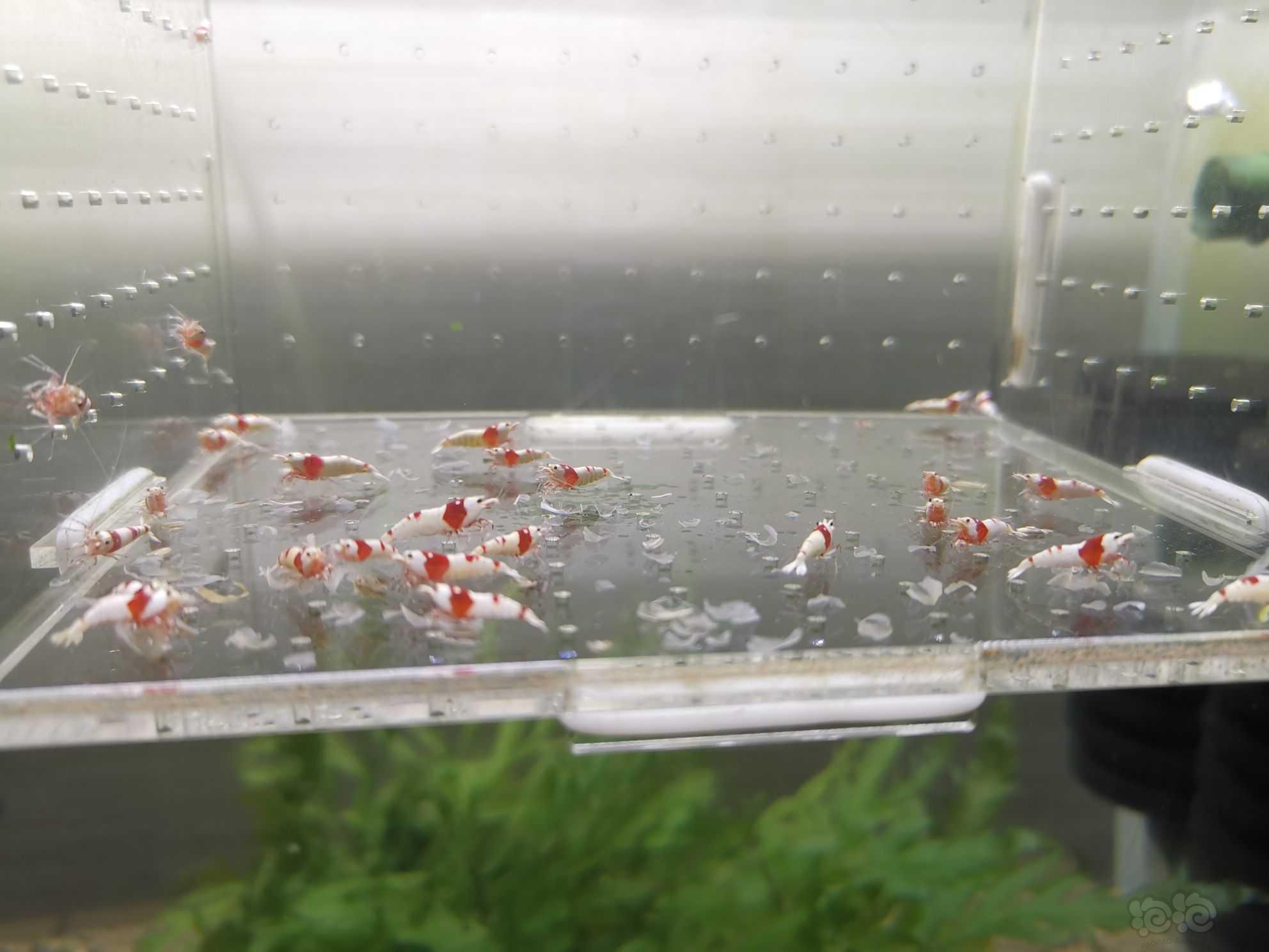【虾】2021-06-16#RMB拍卖红白水晶虾30只-图4