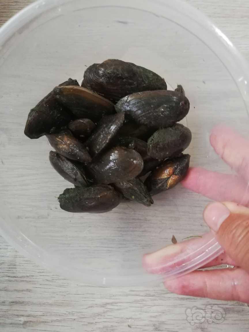 【出售】出15只野采小河蚌，可用于鳑鲏繁殖过滤杂质-图2