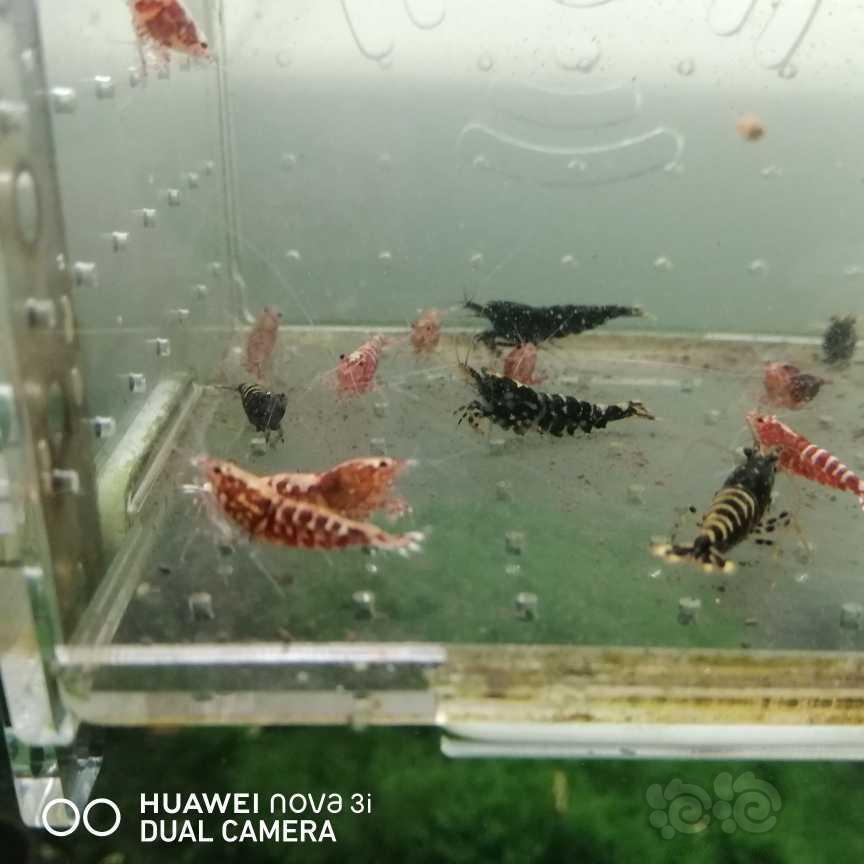 【虾】2021-06-01＃RMB拍卖银河淘汰虾一份15只-图1