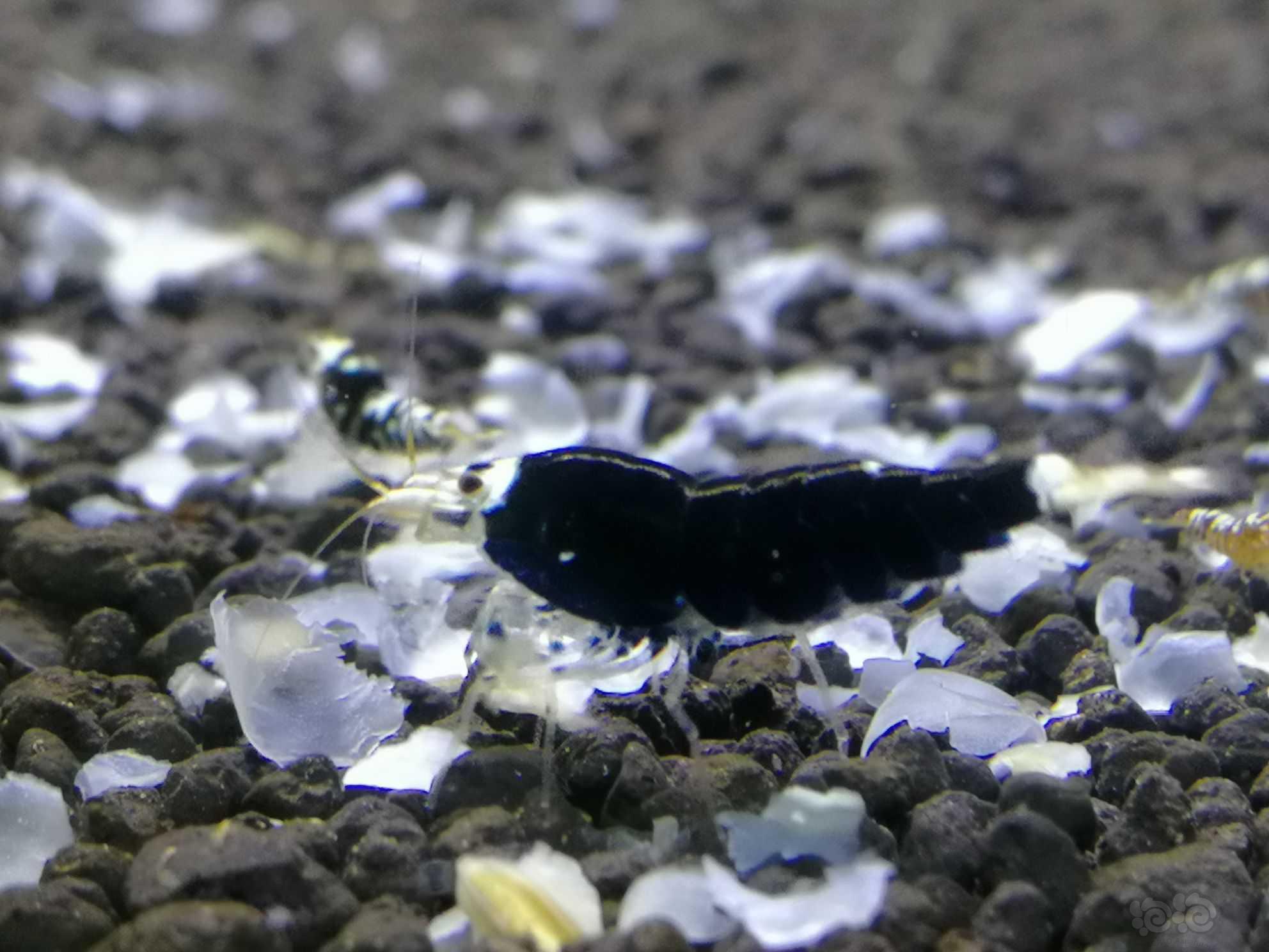 黑花虎水晶虾-图1