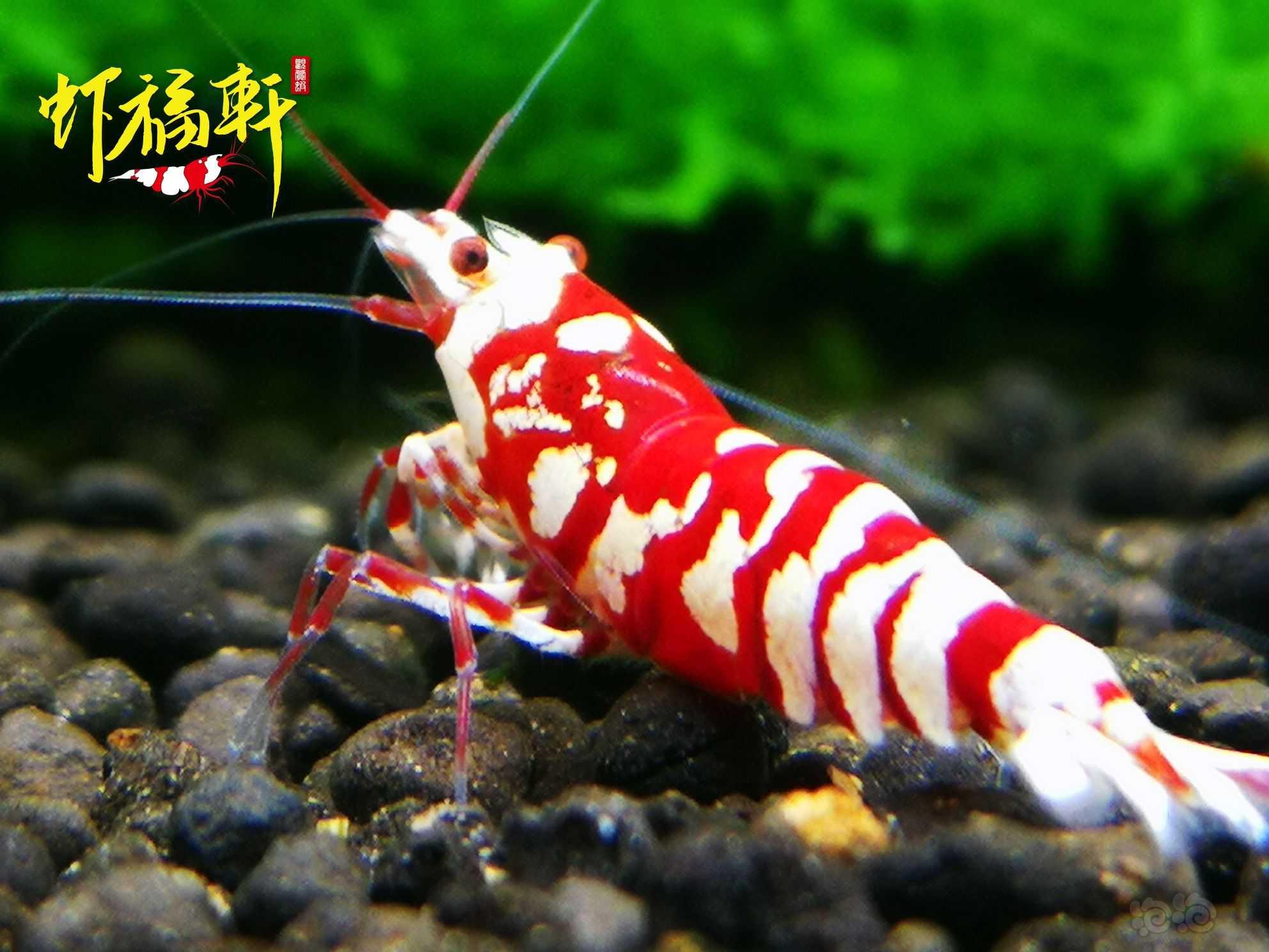 【虾】2021-06-20#RMB拍卖#优质红花虎种虾级2只-图4