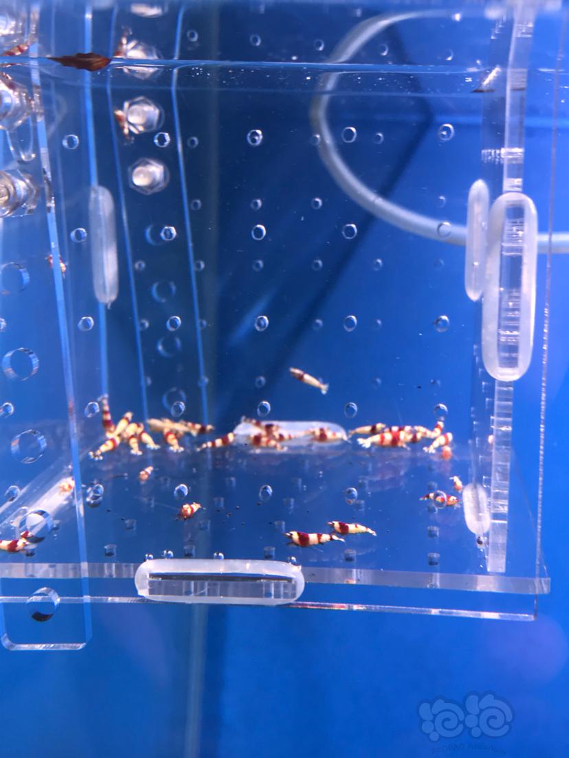 出一组自来水养殖的红白水晶虾-图4