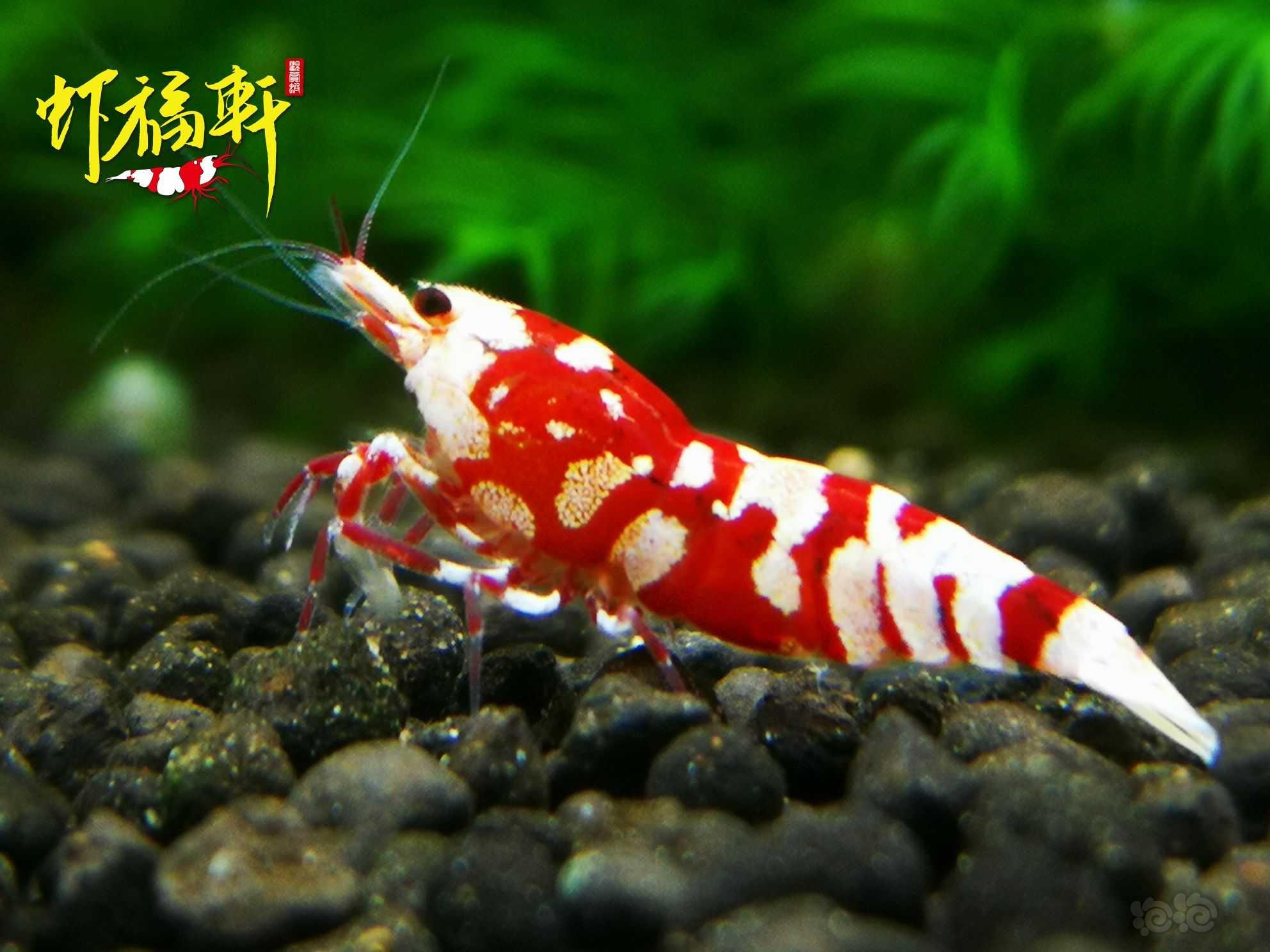 【虾】2021-06-11#RMB拍卖#红花虎新成2只-图3