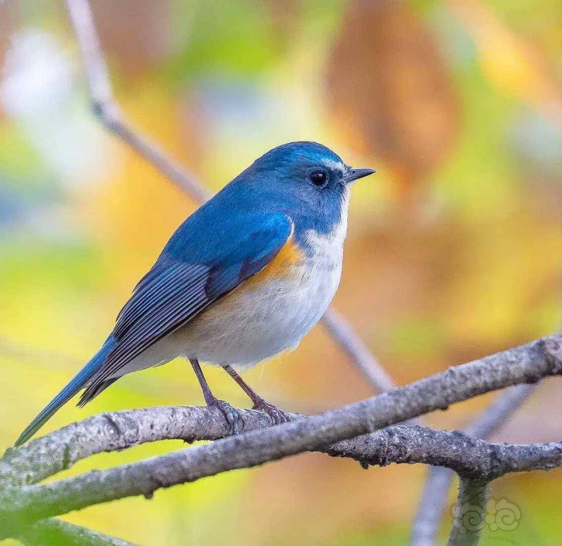 红胁蓝尾鸲icon生息于森林杂食通常都是单独行动非群