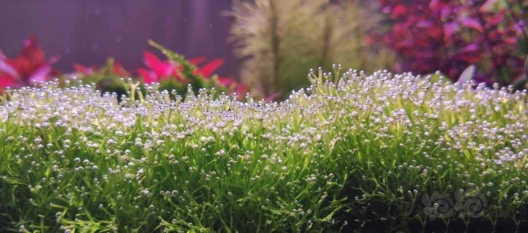 鹿角苔冒泡水草造景草坪 散装 泡泡水族