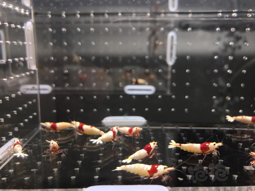 【虾】2021-06-01#RMB拍卖#纯血红白水晶虾一份16只-图1