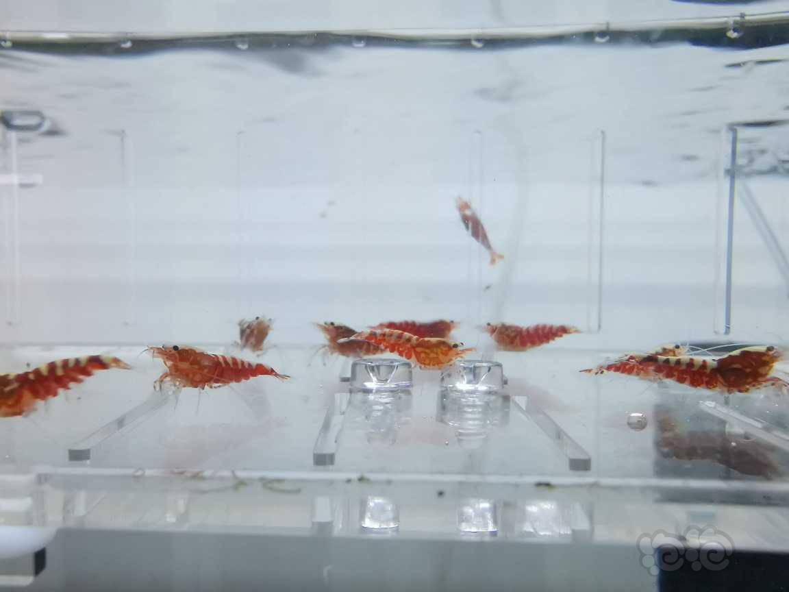 【虾】2021-06-16#RMB拍卖红银河水晶虾15只-图4
