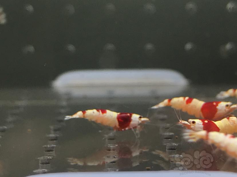 【虾】2021-6-14#RMB拍卖#纯血红白禁止丸子一份16只-图8