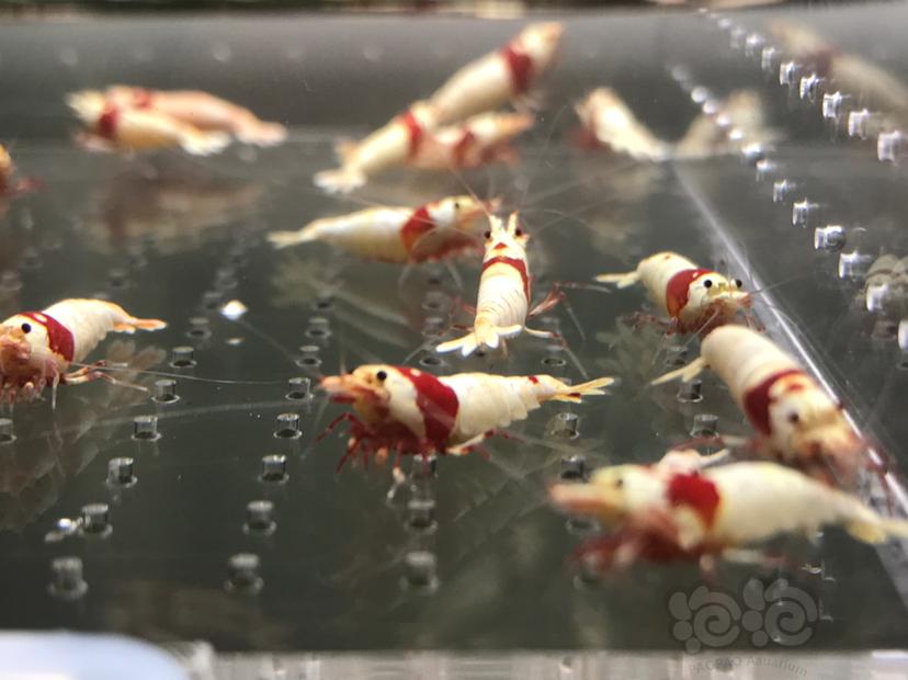 【虾】2021-06-07#RMB拍卖#纯血红白水晶虾一份18只-图2