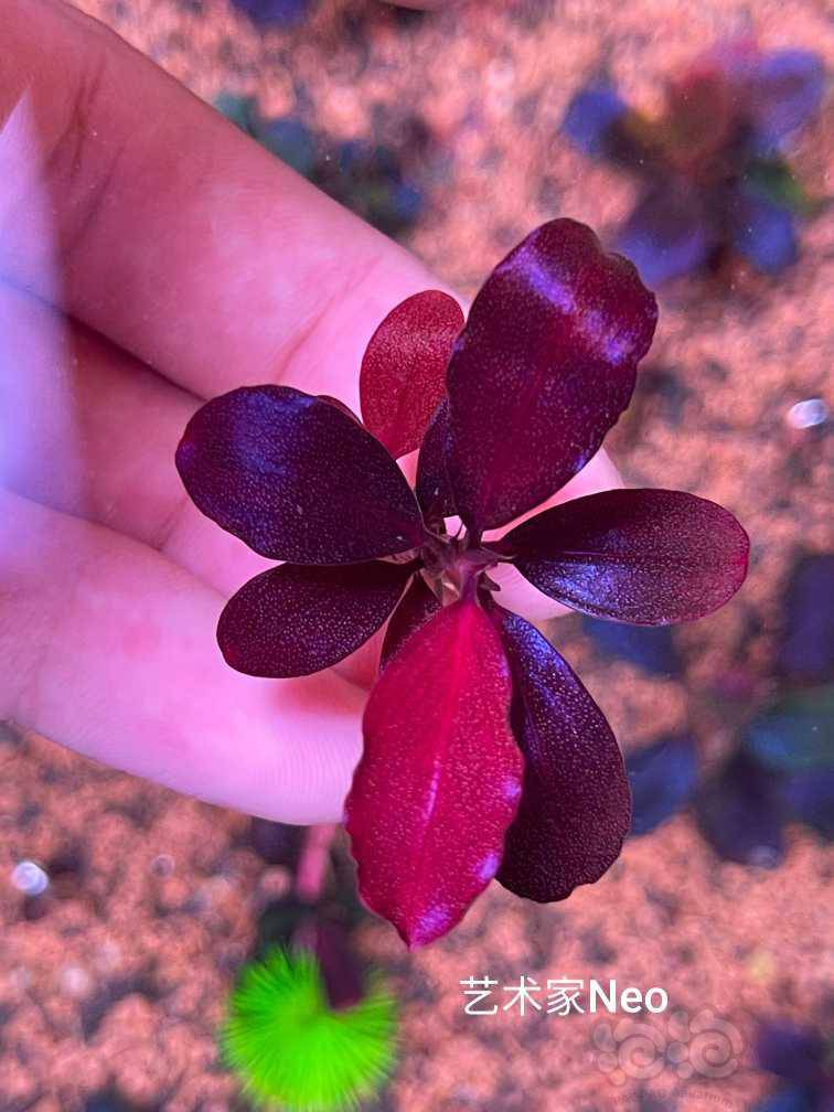 出点辣椒榕,证明它们很漂亮