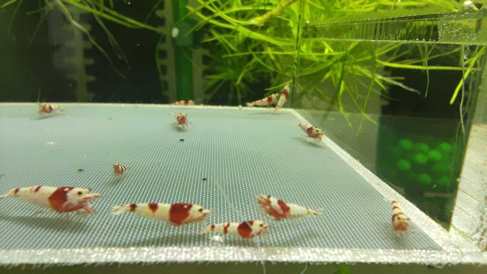 【虾】2021-06-13# RMB拍卖红白水晶虾30只-图1