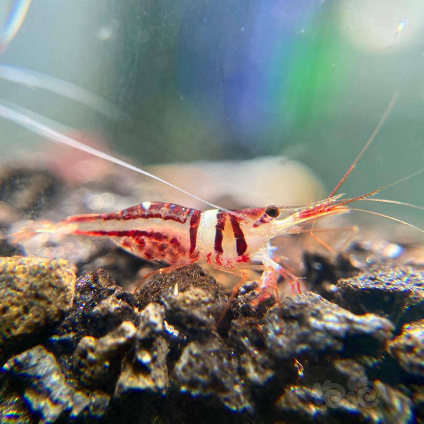 晒晒各种虾螺细节