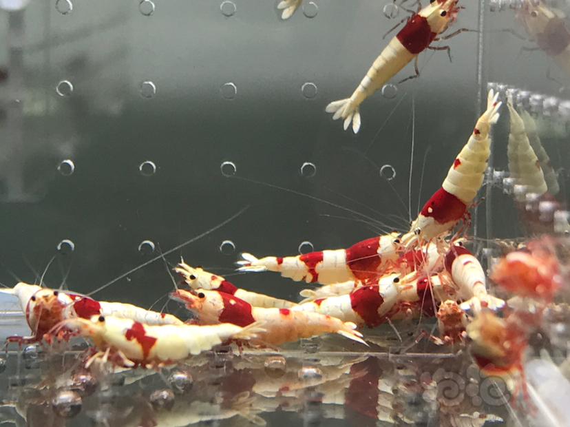 【虾】2021-06-05#RMB拍卖#纯血红白水晶虾一份18只-图3