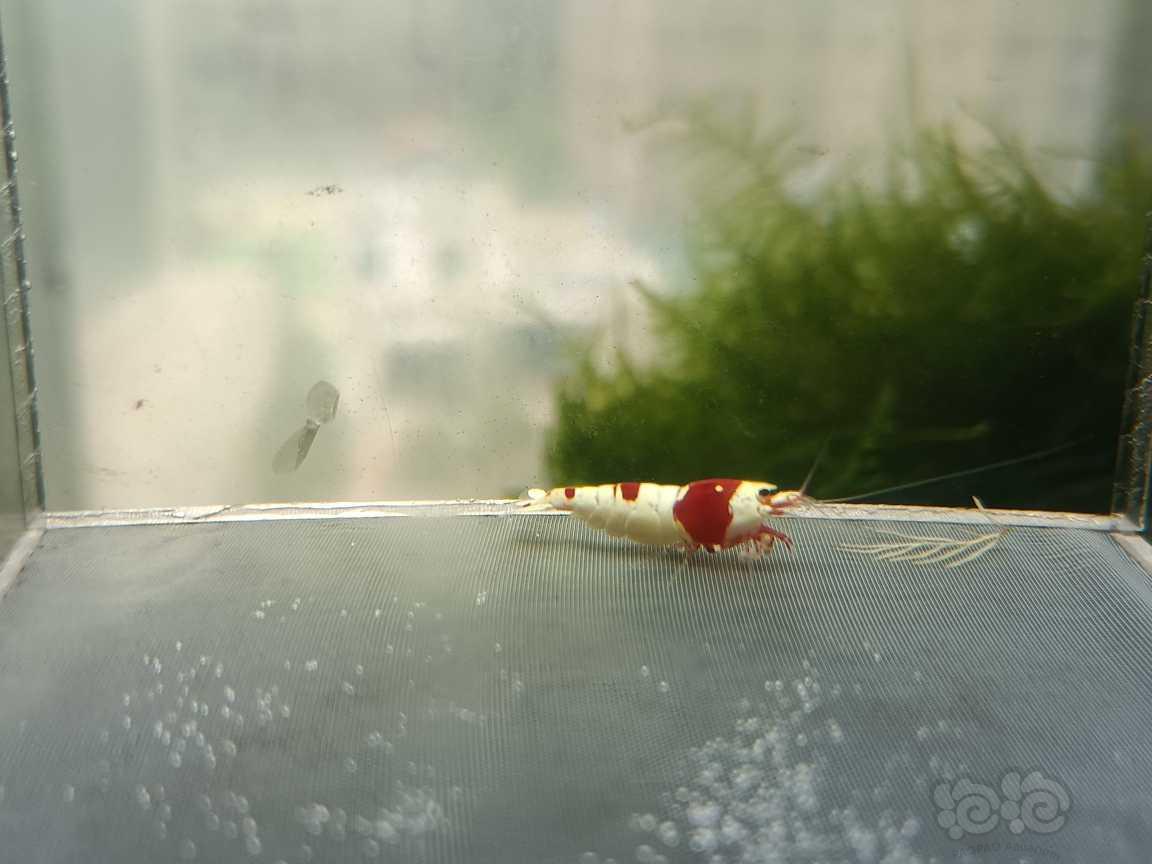 【虾】2021-06-2#RMB拍卖#红白纯血水晶虾一份4只-图5