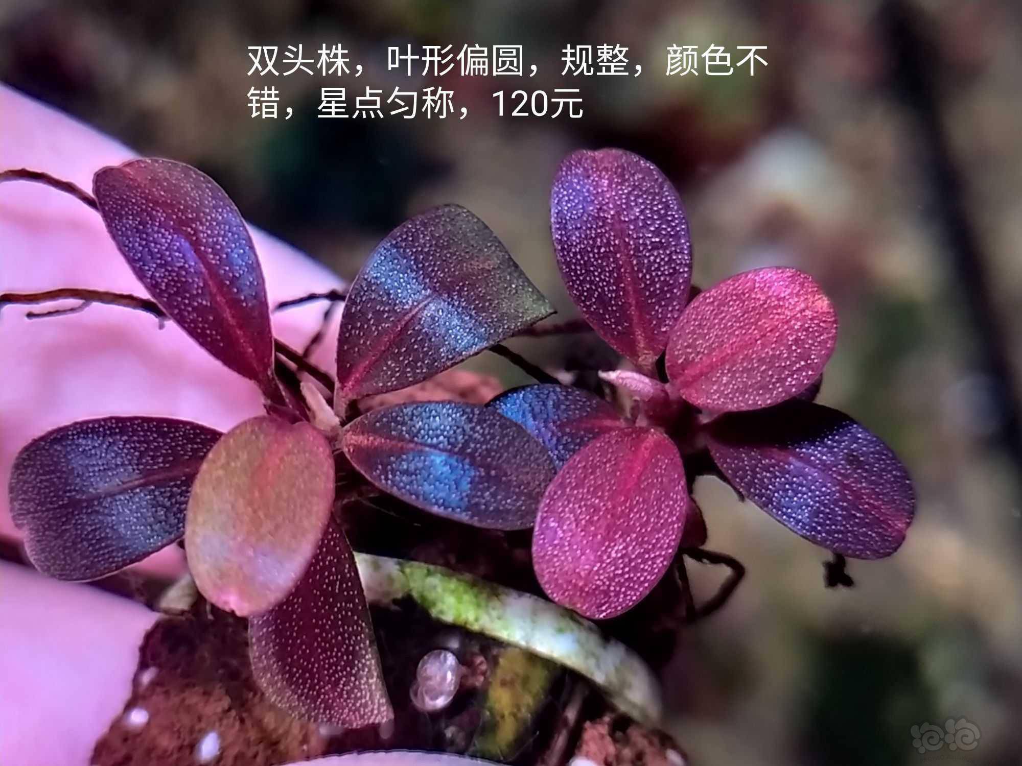 整理出售一些辣椒榕