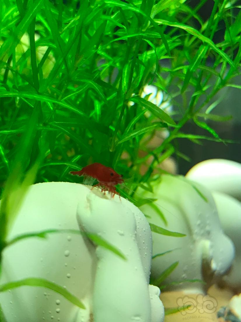红红的玛丽虾-图4