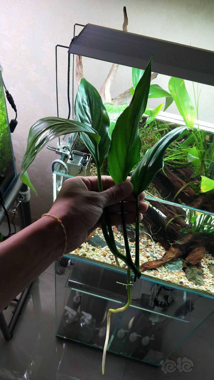 水草交易 出售山崎桂4叶 1马上冒头的新芽300包邮,青海发货,要的联系