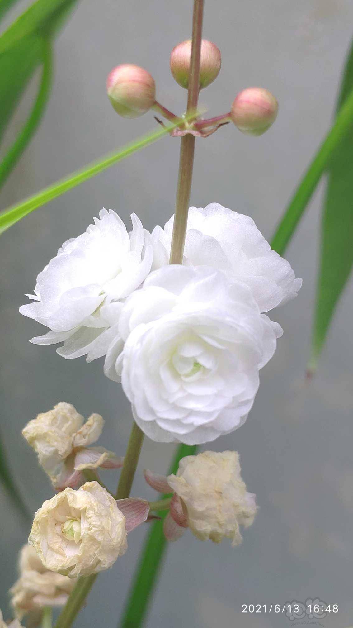 重瓣慈姑挺水植物带根不带叶邮寄25一株包邮非偏远