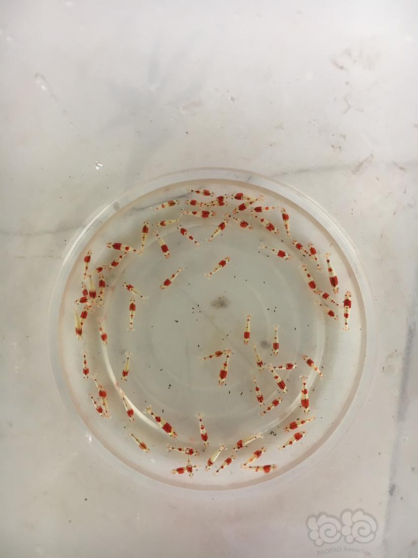 出售纯血红白水晶虾苗-图1