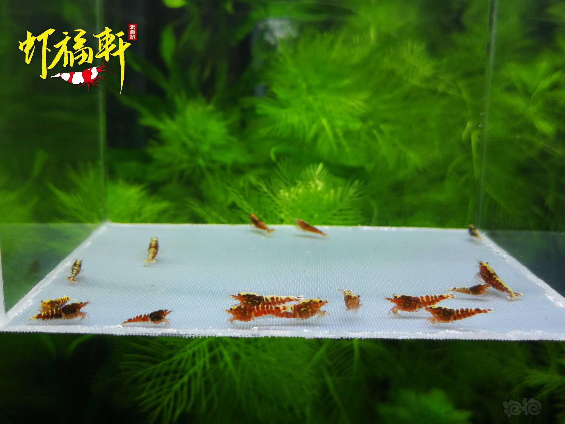 【虾】2021-06-08#RMB拍卖#红银河星钻淘汰苗16只-图2