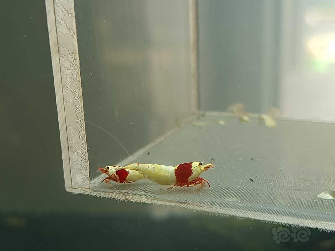 【虾】2021-06-15#RMB拍卖#新成红白纯血白躯水晶虾一份-图1