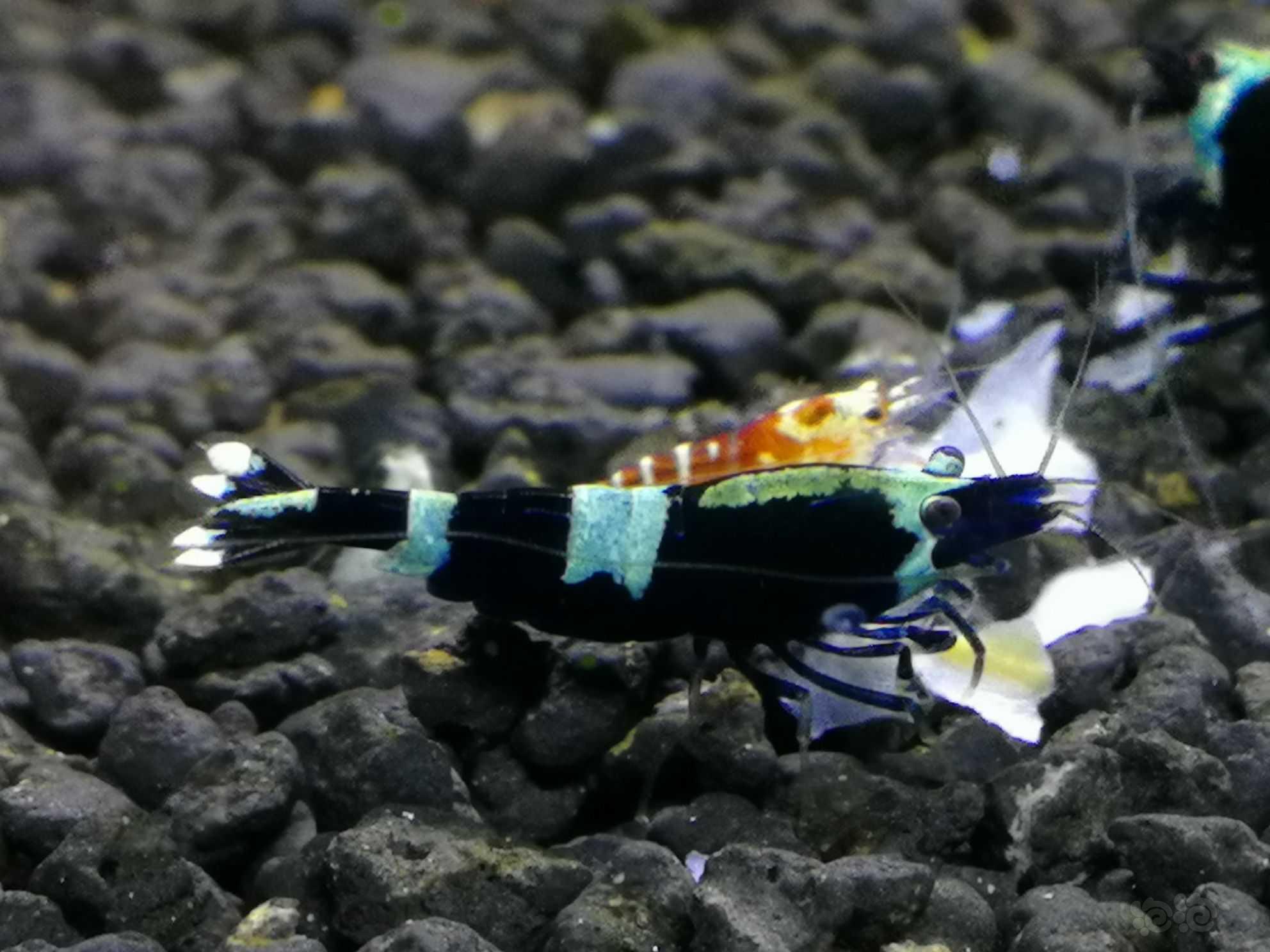 蓝背金刚水晶虾-图2