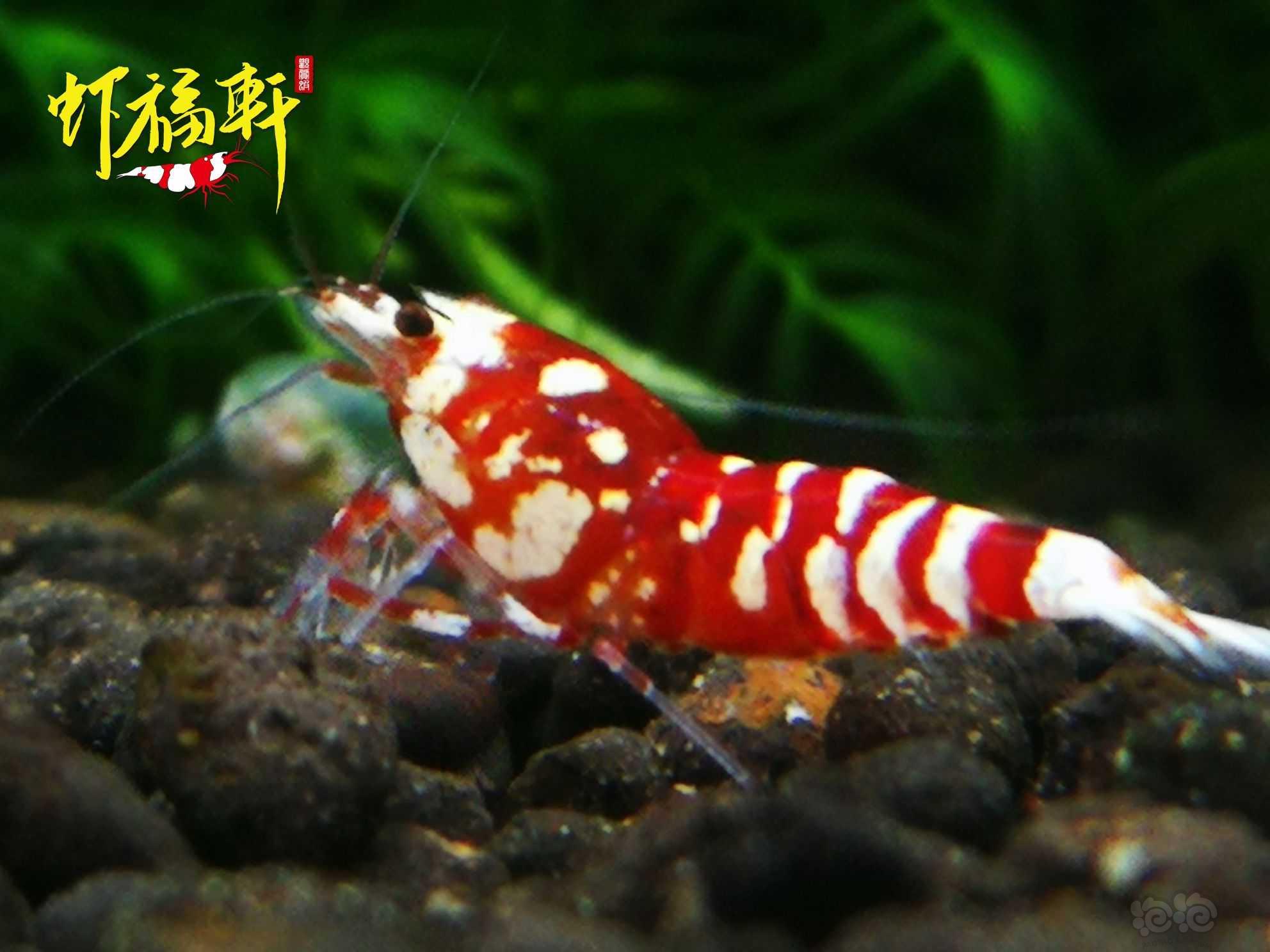 【虾】2021-06-09#RMB拍卖#红花虎小苗5只-图5