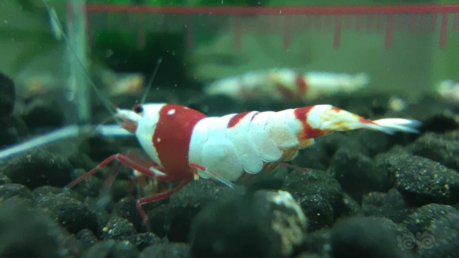 【虾】2021-06-13# RMB拍卖红白水晶虾五母一公-图3