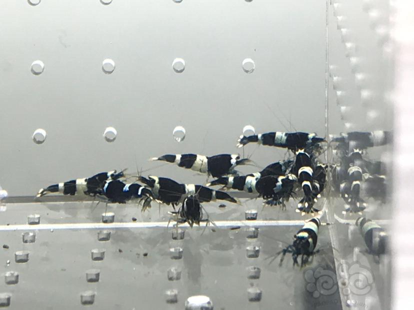 【虾】2021-06-20#RMB拍卖#蓝化基因黑金刚苗一份18只-图1