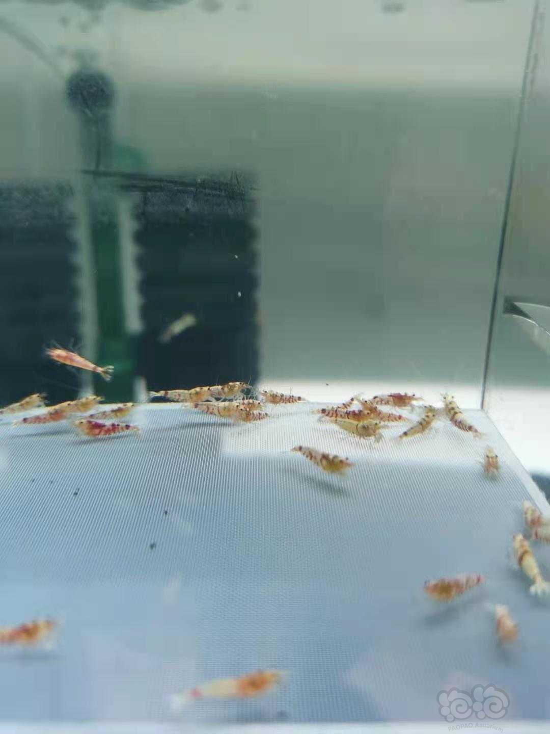 【虾】2021-6-30#RMB拍卖红花虎淘汰水晶虾-图3