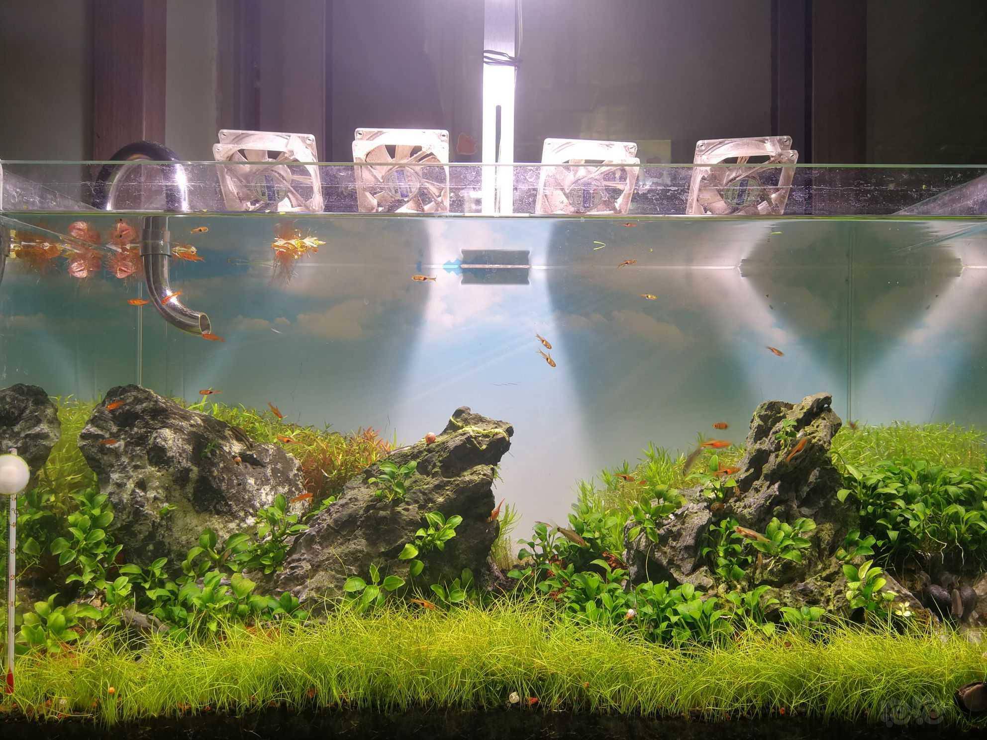 水草造景和种植 60缸青龙石景.