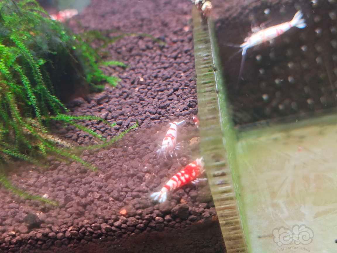 红花虎水晶虾-图5