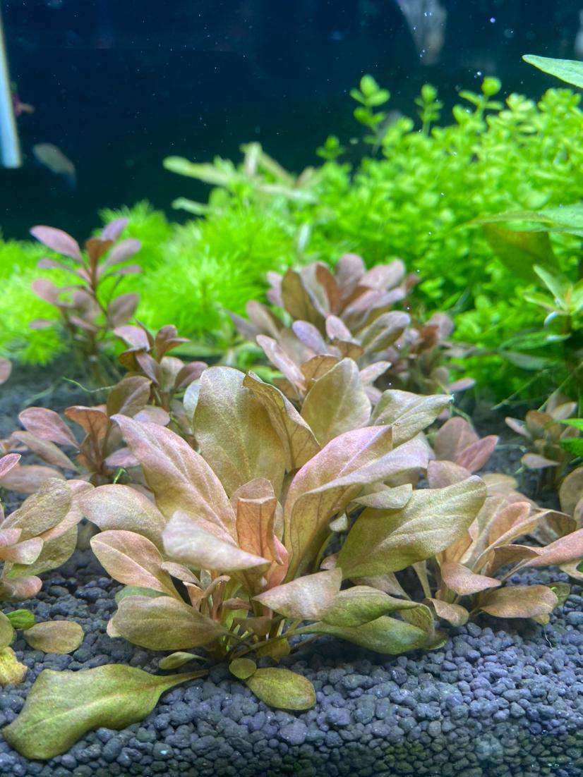 出荷兰景水草顺丰空运多买多送