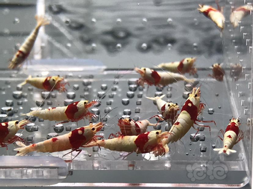 【虾】2021-06-04#RMB拍卖#纯血红白水晶虾一份20只-图6
