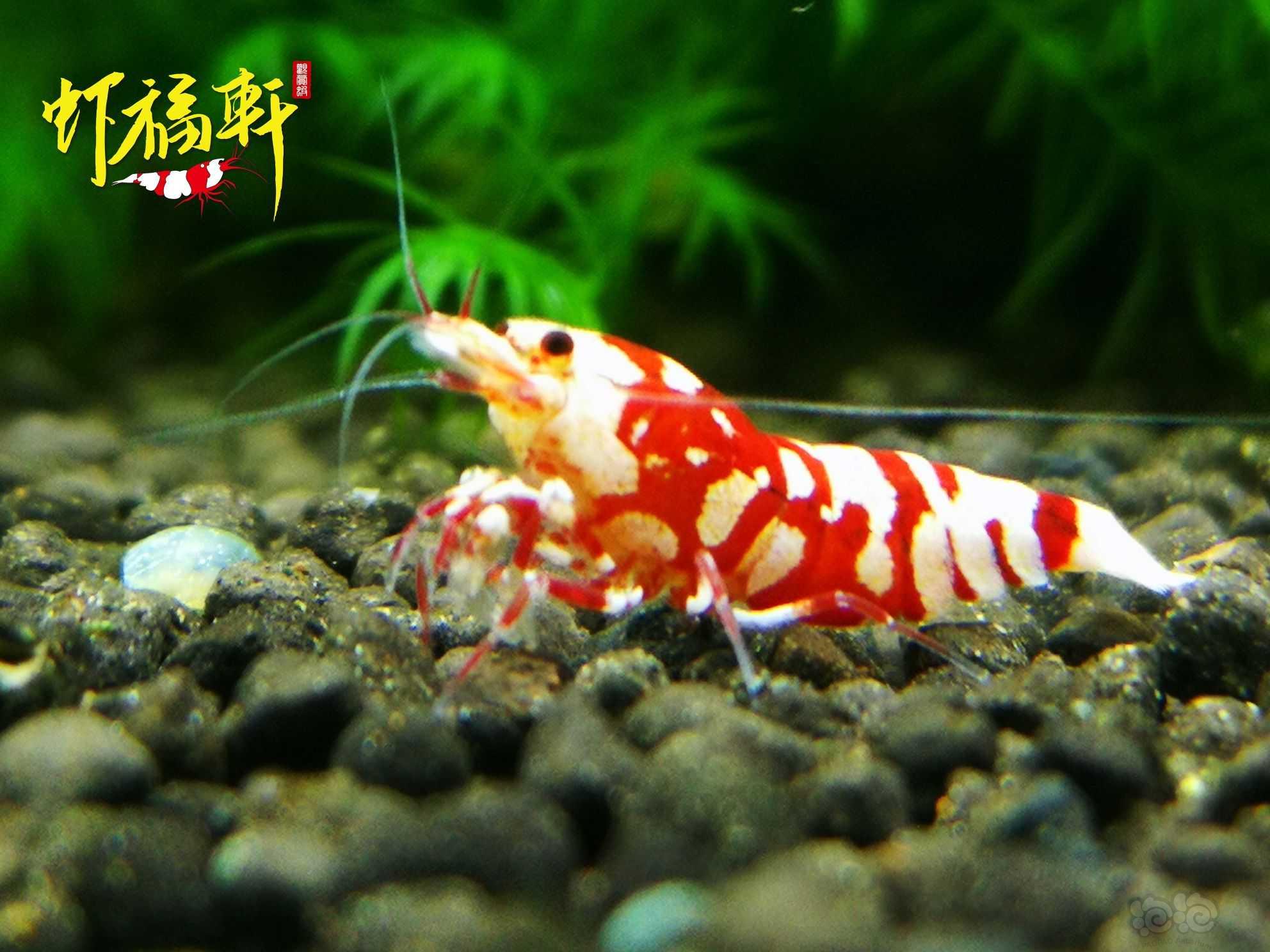 【虾】2021-06-11#RMB拍卖#红花虎新成2只-图4
