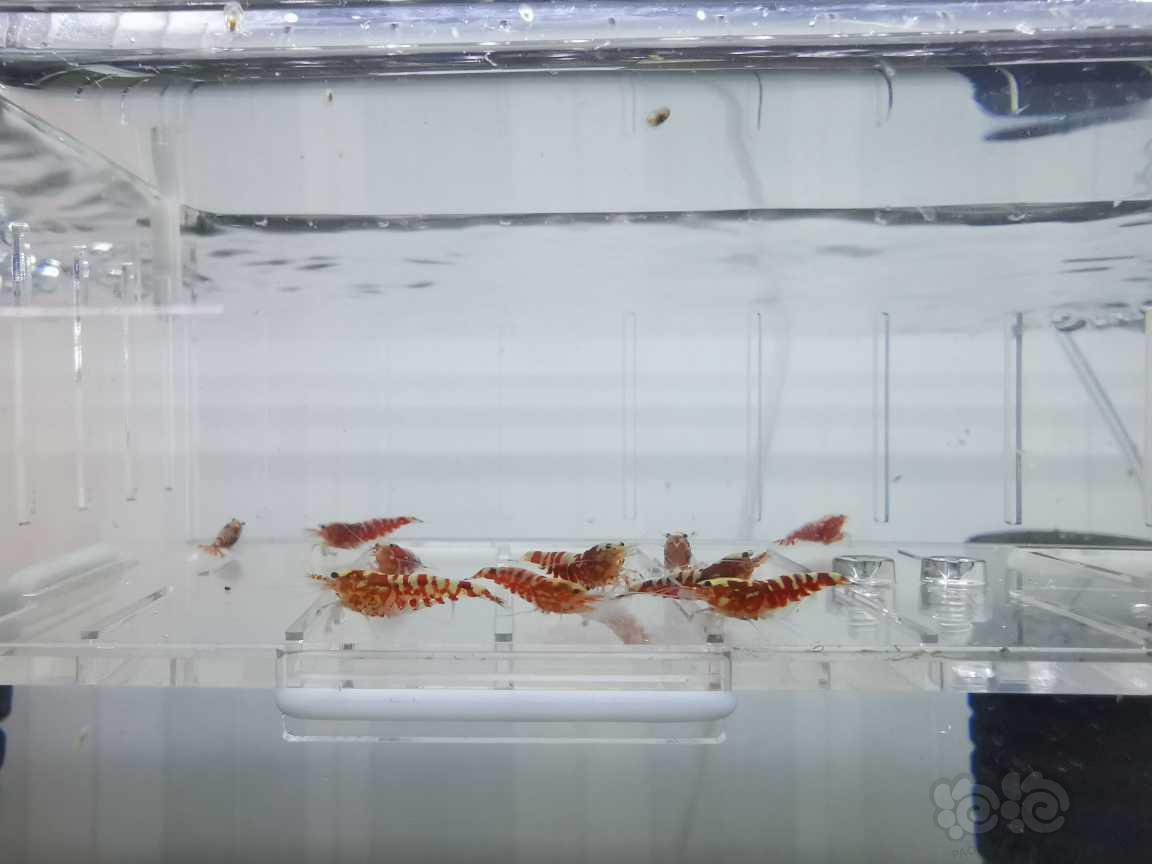 【虾】2021-06-16#RMB拍卖红银河水晶虾15只-图2