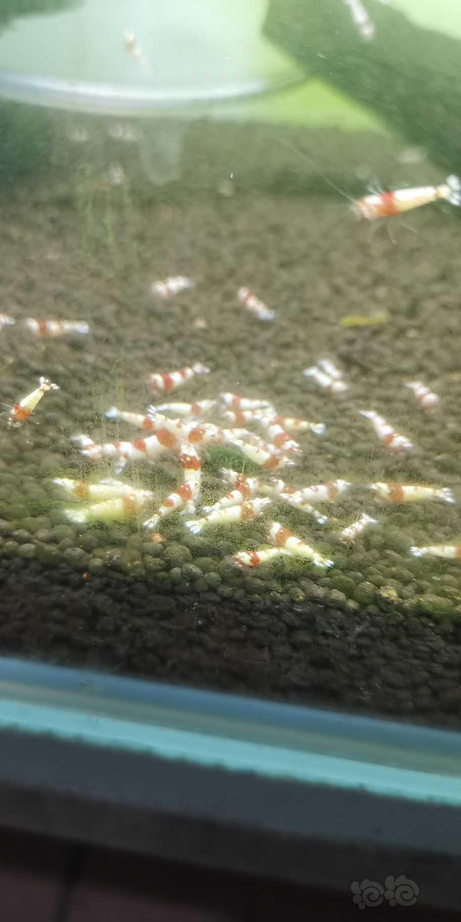 水晶虾喜欢的小球藻-图3