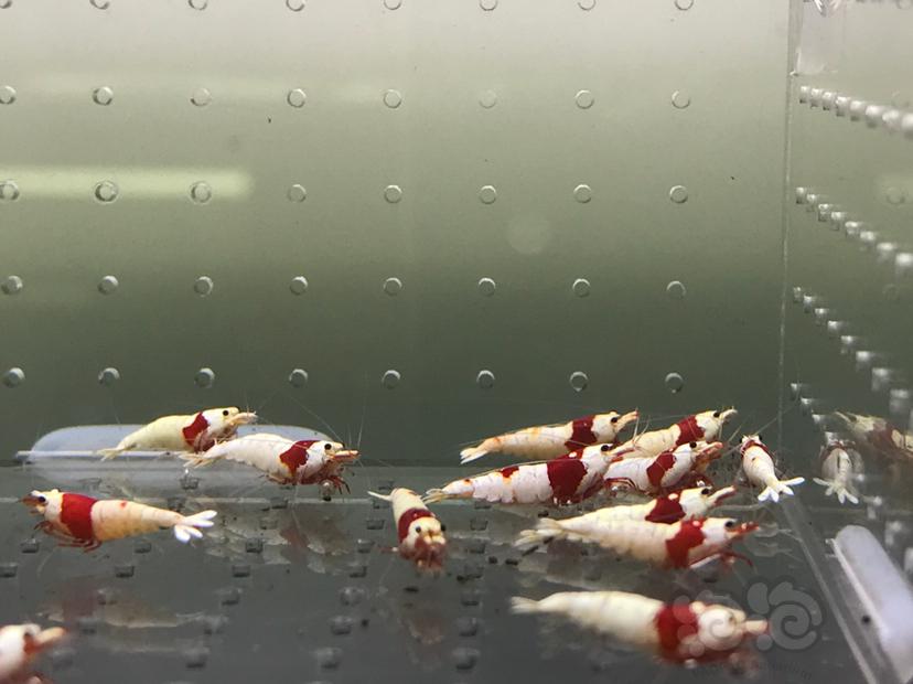 【虾】2021-6-28#RMB拍卖#纯血红白一份18只-图1