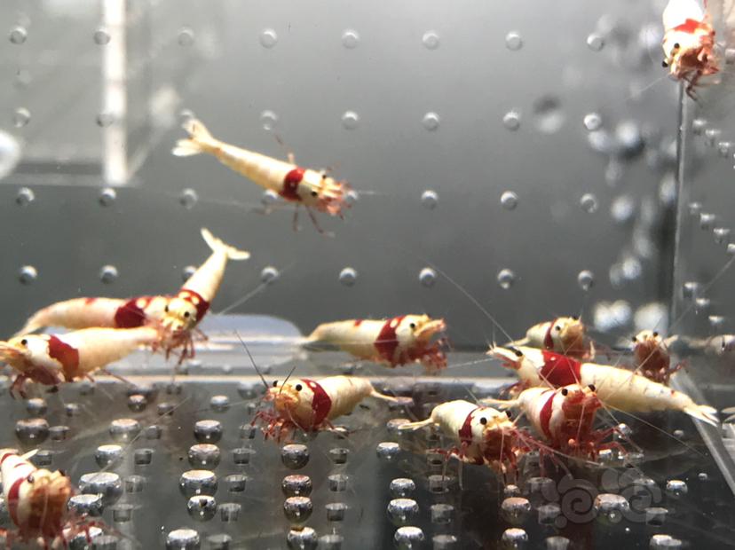 【虾】2021-06-04#RMB拍卖#纯血红白水晶虾一份20只-图3