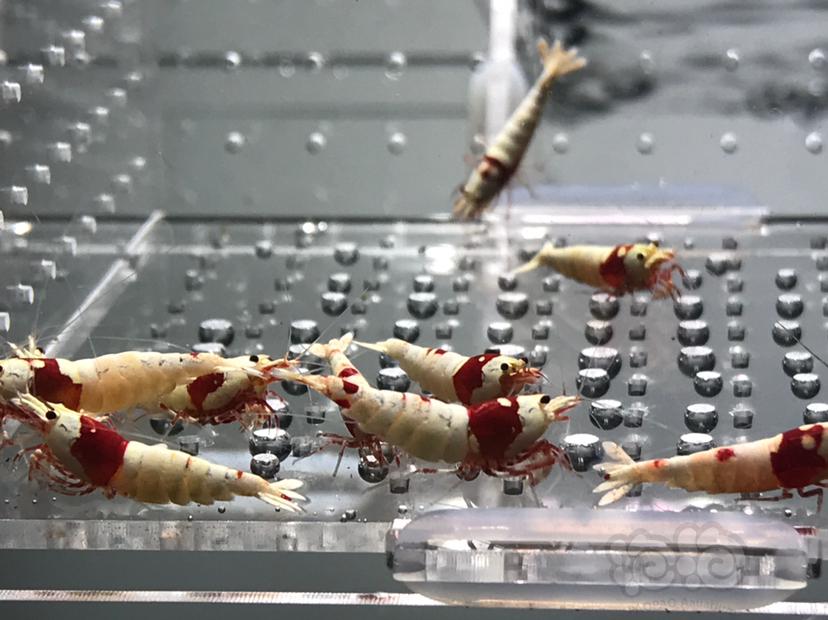 【虾】2021-06-04#RMB拍卖#纯血红白水晶虾一份20只-图5