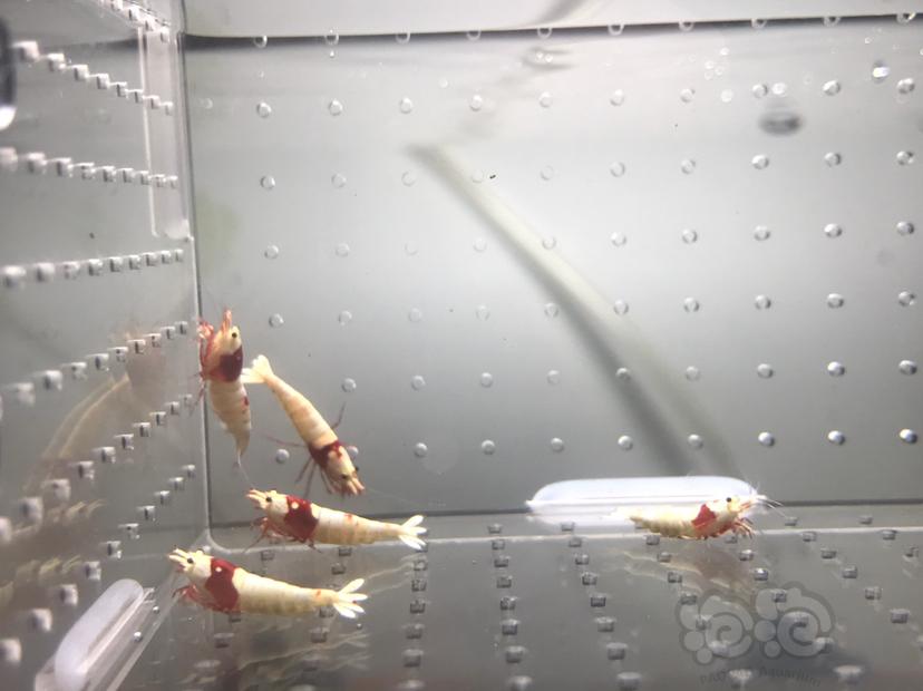 【虾】2021-06-07#RMB拍卖#纯血红白繁殖组一份5只-图7