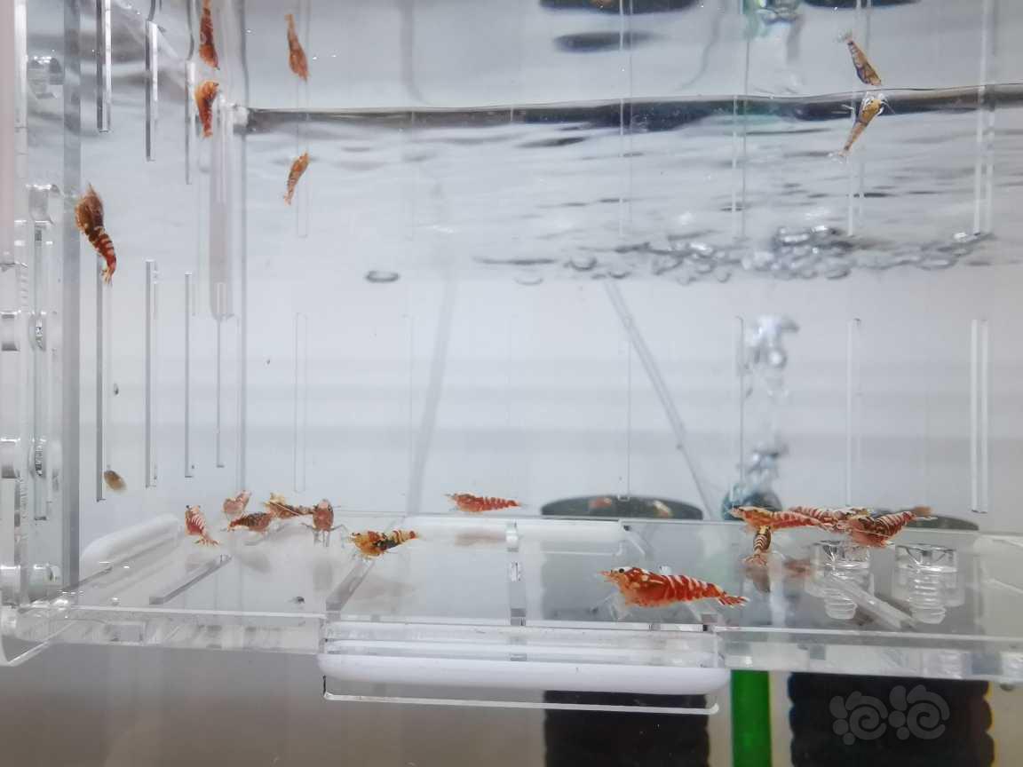 【虾】2021-06-29#RMB拍卖红银河水晶虾28只-图2