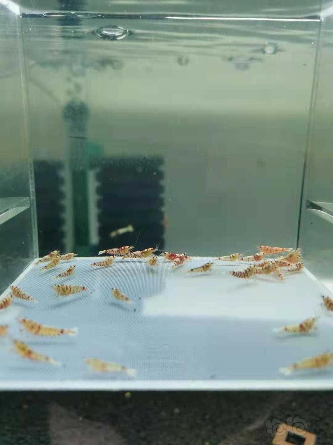 【虾】2021-6-30#RMB拍卖红花虎淘汰水晶虾-图1