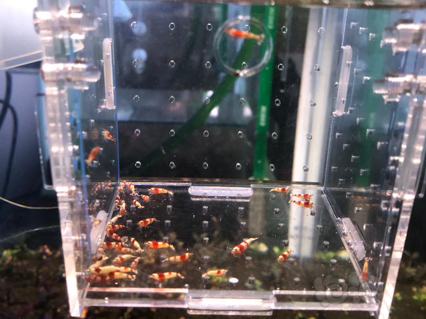 出一组自来水养殖的红白水晶虾-图2