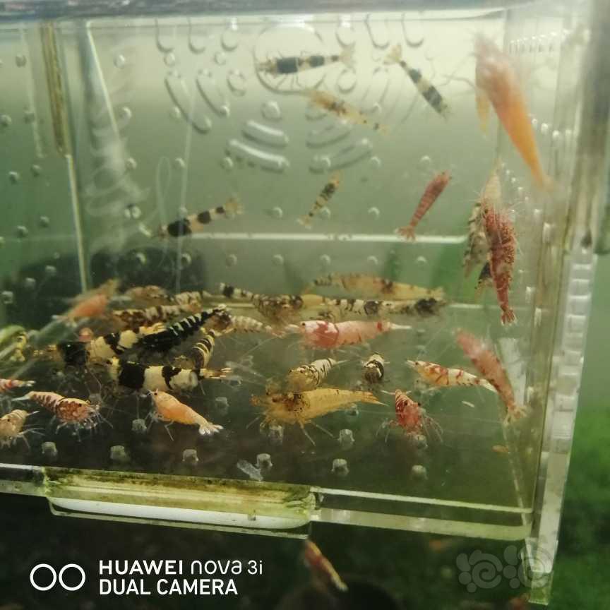 【虾】2021-06-08＃RMB拍卖水晶虾杂虾一份40只-图2