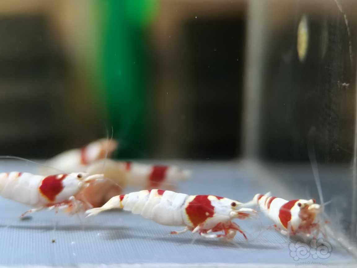 【虾】2021-06-06#RMB拍卖#红白水晶虾一份5只-图4