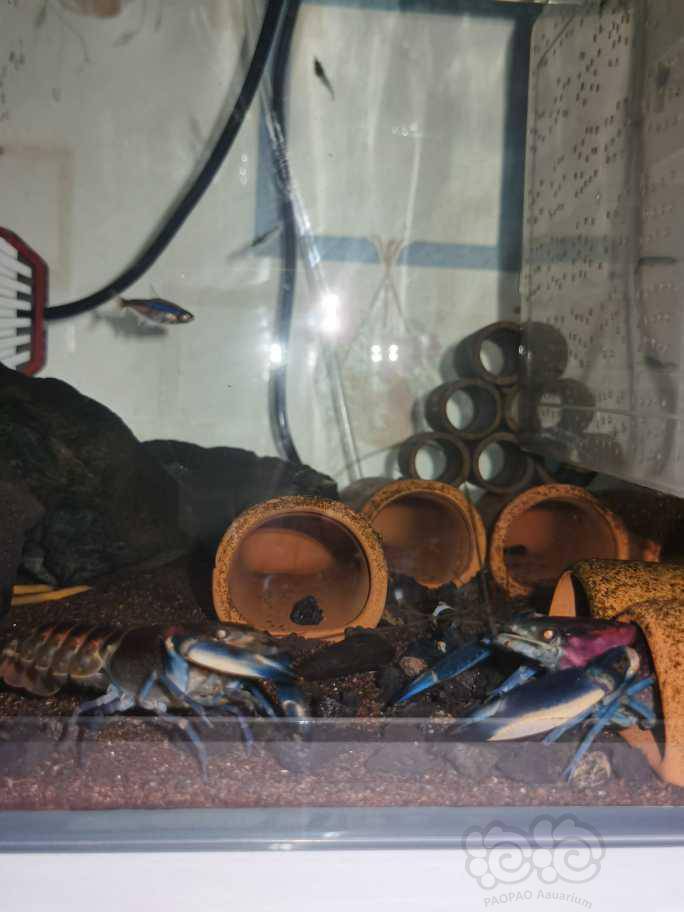 螯虾 也就半夜能看见他们出来(粉红珊瑚)举报 快给朋友分享吧!