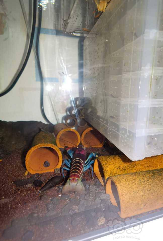 螯虾 也就半夜能看见他们出来(粉红珊瑚)举报 快给朋友分享吧!